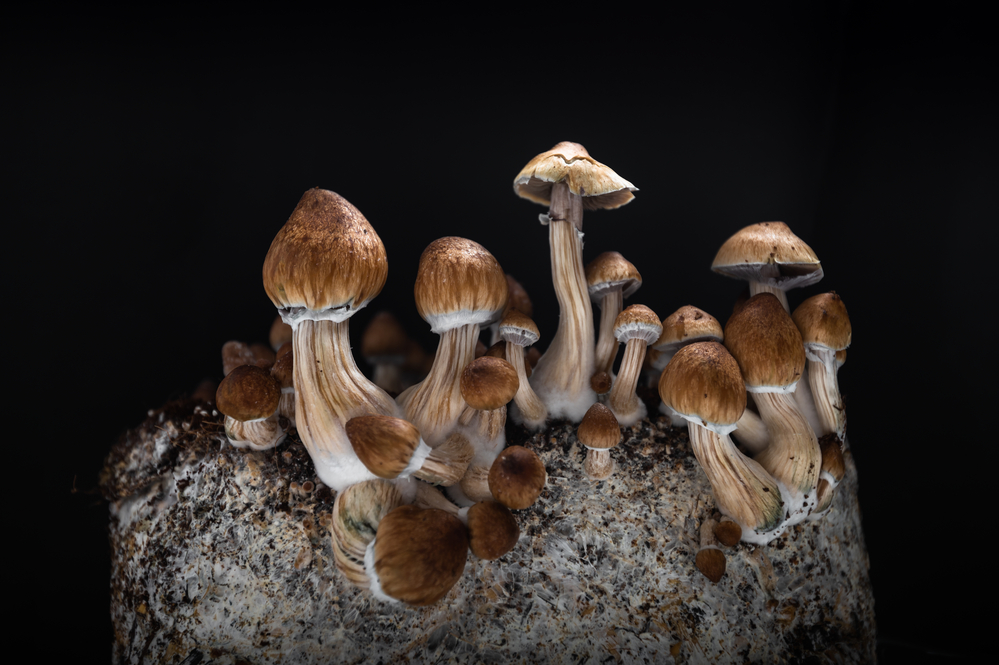 Safe Steps for Beginning Psychedelic Therapy